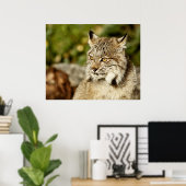 Poster Profil d'une Lynx canadienne (Bureau à domicile)
