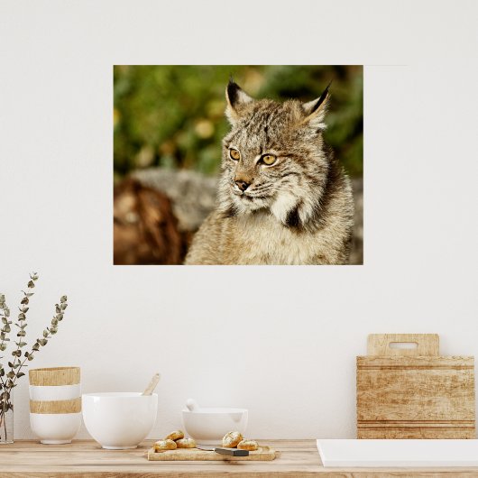 Poster Profil d'une Lynx canadienne (Cuisine)