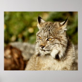 Poster Profil d'une Lynx canadienne (Devant)