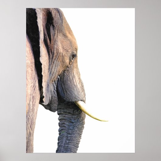 Poster Profil éléphant portrait animal de la jungle (Devant)
