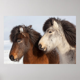 Poster Profil islandais de cheval, Islande