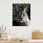 Poster Profil Lynx de Sibérie (Cuisine)