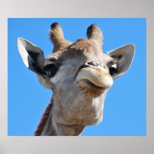 Poster Profil photographique de Giraffe (Devant)