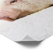 Poster Profil Piglet Lying Down (Coin)