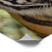 Poster Profil Tiger (Coin)