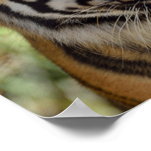 Poster Profil Tiger (Coin)