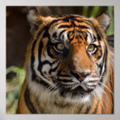 Poster Profil Tiger (Devant)