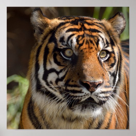 Poster Profil Tiger (Devant)