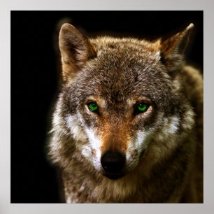 Poster Profil Wolf avec yeux verts ~ arrière - plan modif