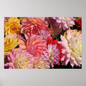 Poster Profusion de Dahlias (Devant)