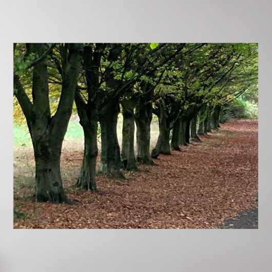 Poster Promenade dans les bois (Devant)