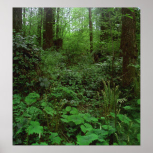 Poster Promenade GT 1 de forêt