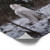 Poster Promenade hivernale : Chat blanc dans la neige (Coin)