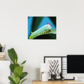 Poster Prometheus Moth Caterpillar, Callosamia (Bureau à domicile)