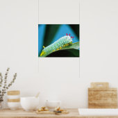 Poster Prometheus Moth Caterpillar, Callosamia (Cuisine)