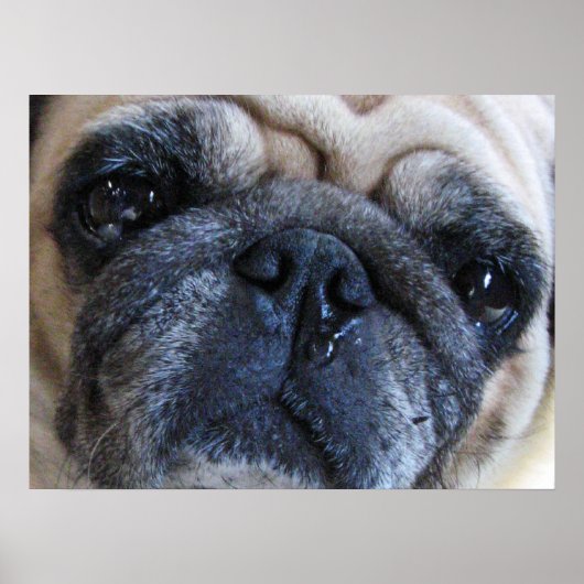 Poster Prompt rétablissement Pug chien malade (Devant)