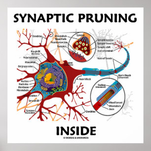 Poster Pronciation synaptique à l'intérieur du neurone Sy
