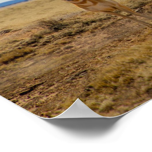 Poster Pronghorn (Coin)