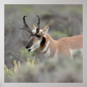 Poster Pronghorn Antelope Buck Grand Tétons