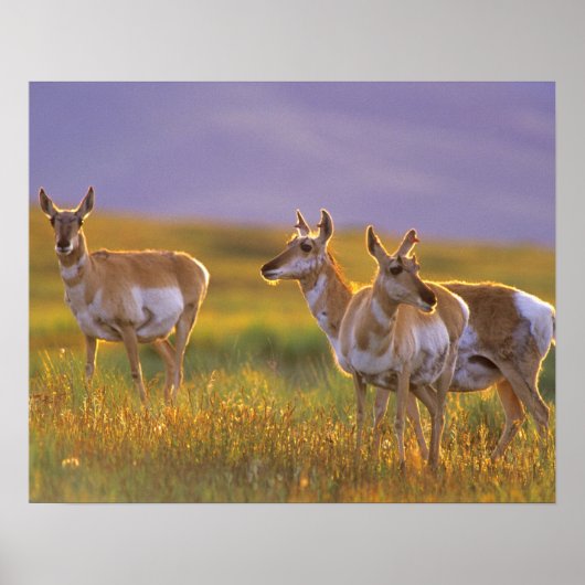 Poster Pronghorn Antelope dans le Montana (Devant)