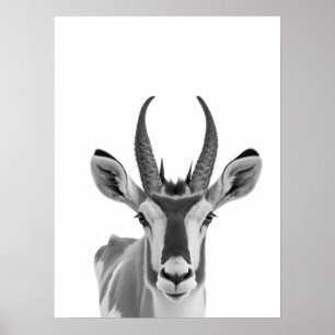 Poster Pronghorn Antelope Desert Portrait animal