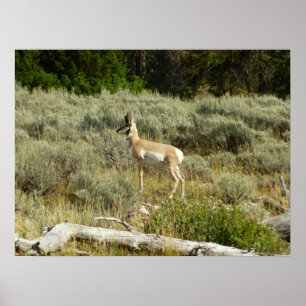 Poster Pronghorn au Parc national de Grand Teton