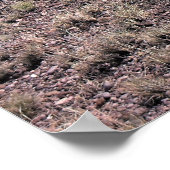 Poster Pronghorn Sheep (Coin)