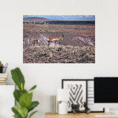 Poster Pronghorn Sheep (Bureau à domicile)