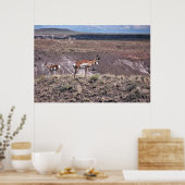 Poster Pronghorn Sheep (Cuisine)