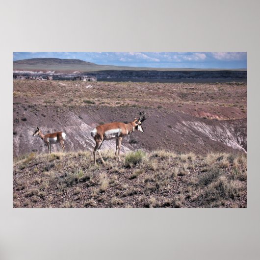 Poster Pronghorn Sheep (Devant)
