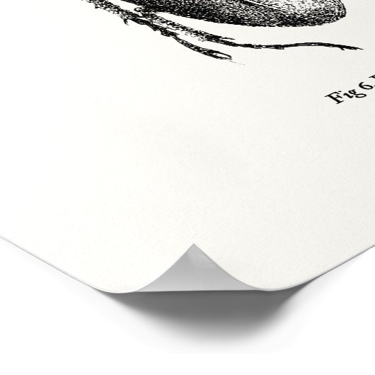 Poster Prosopocoilus astacoides - dendroctone géant (Coin)