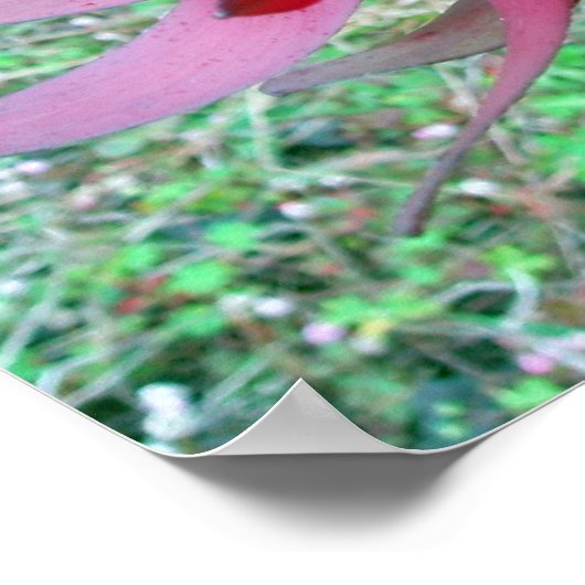 Poster Protea (Coin)