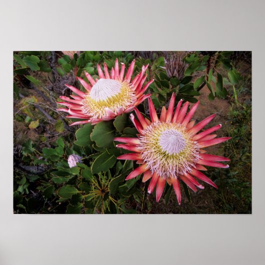Poster Protéa géant (Protea Cynaroides), Helderberg (Devant)