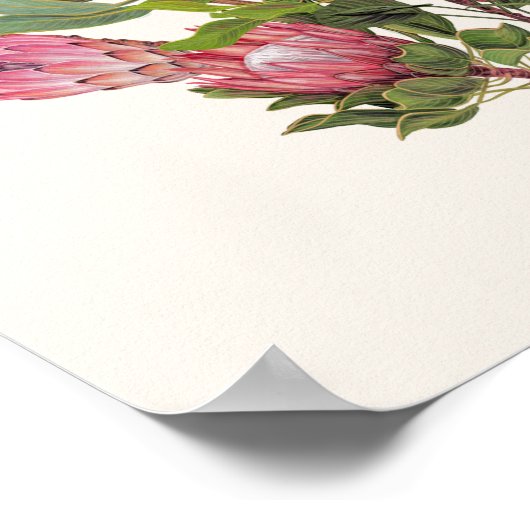 Poster Protea Petit (Coin)