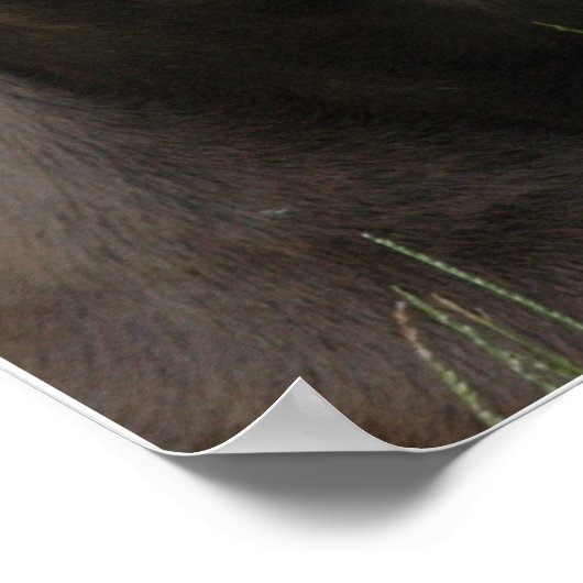 Poster Protection Doberman (Coin)