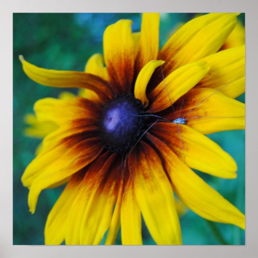 Poster Protéger la beauté (Devant)