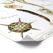 Poster Protozoaires et Coelenterata (Coin)