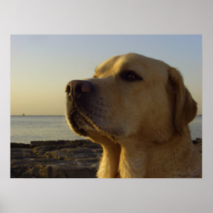 Poster Proud Boy