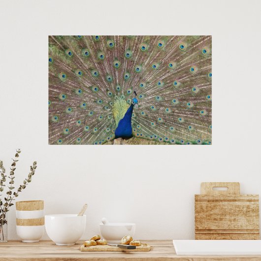 Poster Prouve Peacock (Cuisine)
