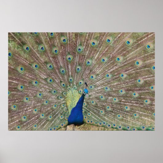 Poster Prouve Peacock (Devant)