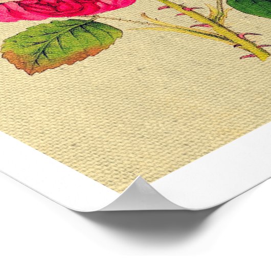 Poster Provence Rose Vintage (Coin)