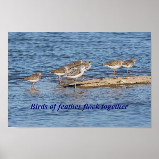 Poster Proverbe anglais Bird (Devant)