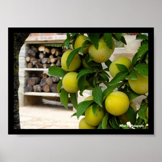 Poster Prunes jaunes Bois rustique (Devant)