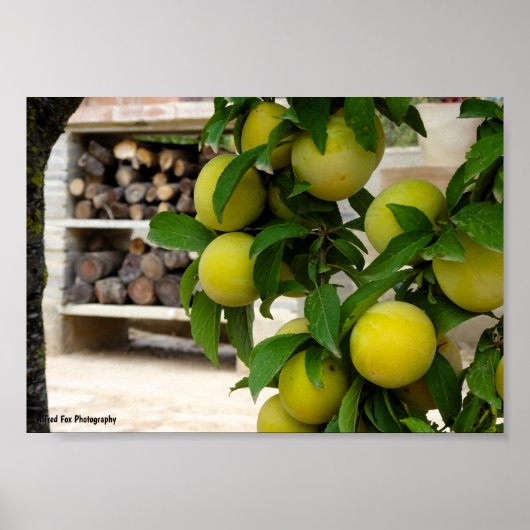 Poster Prunes jaunes Bois rustique (Devant)