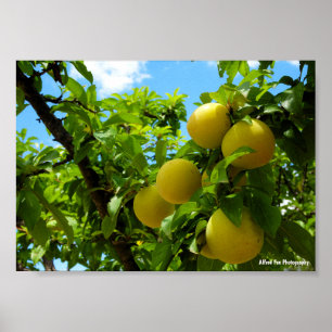 Poster Prunes jaunes ciel bleu
