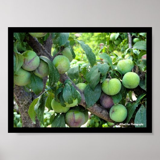 Poster Prunes Violettes Non Mûres (Devant)