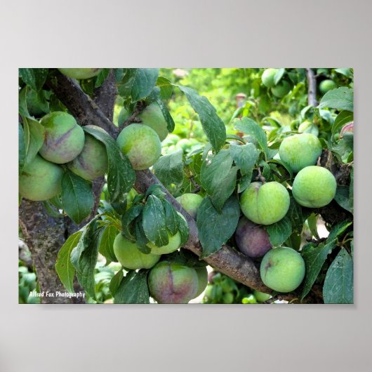 Poster Prunes Violettes Non Mûres (Devant)