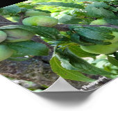 Poster Prunes Violettes Non Mûres (Coin)