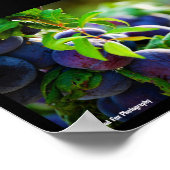 Poster Prunes violettes sur l'arbre (Coin)