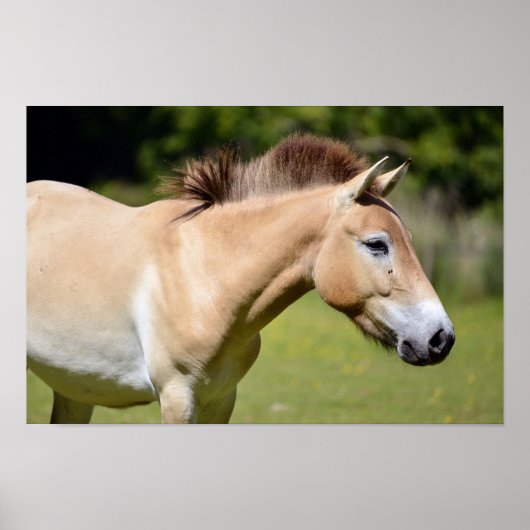 Poster Przewalski (Devant)